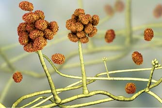 Detoxification therapies at Zabrecky Institute of Biomedicine | Integrative and Functional Medicine | Philadelphia & Villanova